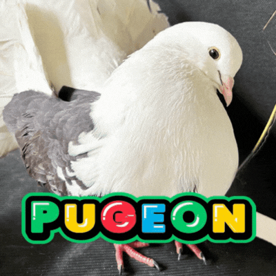 Pigeon Logo